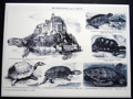 Brockhaus Schildkröten