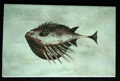 Ruderfisch in Grün (etwa 30x40 cm)