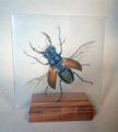 Käfer auf Glas