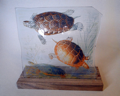 Schildkröten auf Glas